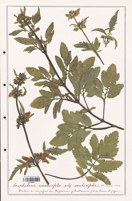Scrophularia sambucifolia  (Scrophulariaceae)