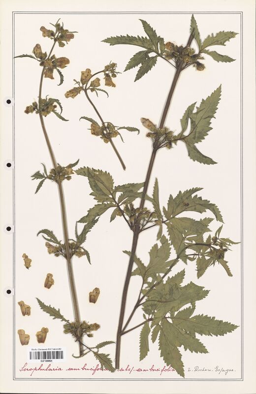 Scrophularia sambucifolia  (Scrophulariaceae)