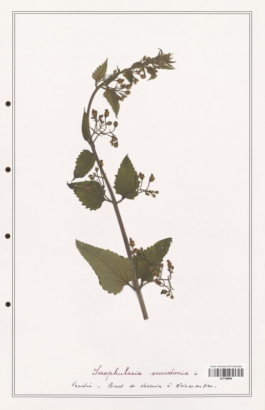 Scrophularia scorodonia  (Scrophulariaceae)