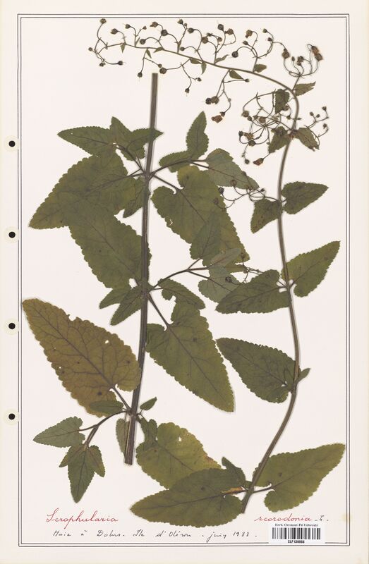 Scrophularia scorodonia  (Scrophulariaceae)