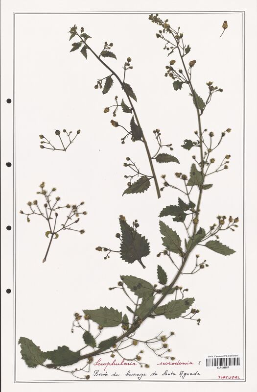 Scrophularia scorodonia  (Scrophulariaceae)