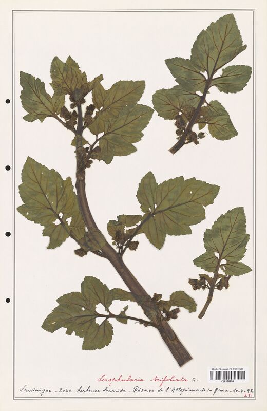 Scrophularia trifoliata  (Scrophulariaceae)