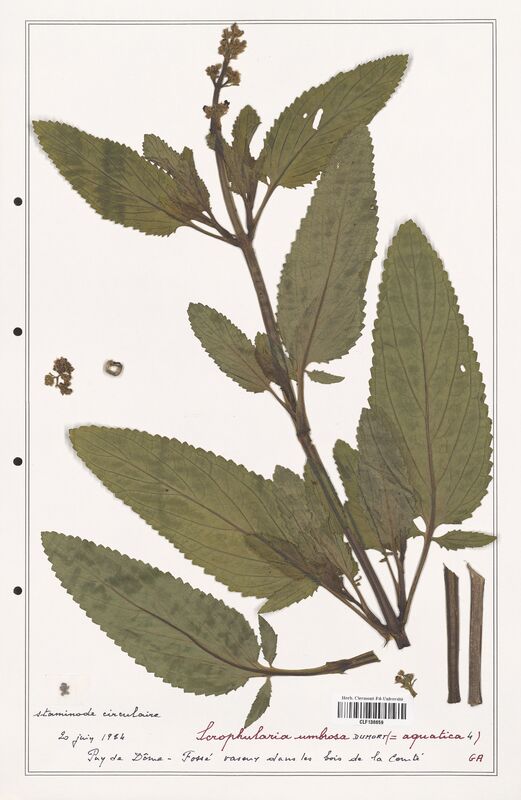 Scrophularia umbrosa  (Scrophulariaceae)