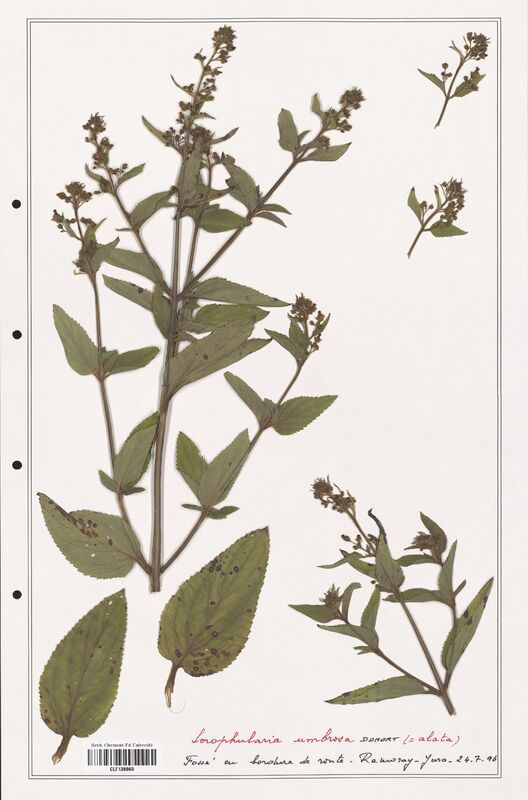 Scrophularia umbrosa  (Scrophulariaceae)