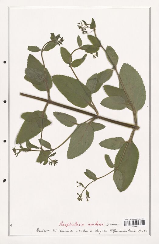 Scrophularia umbrosa  (Scrophulariaceae)