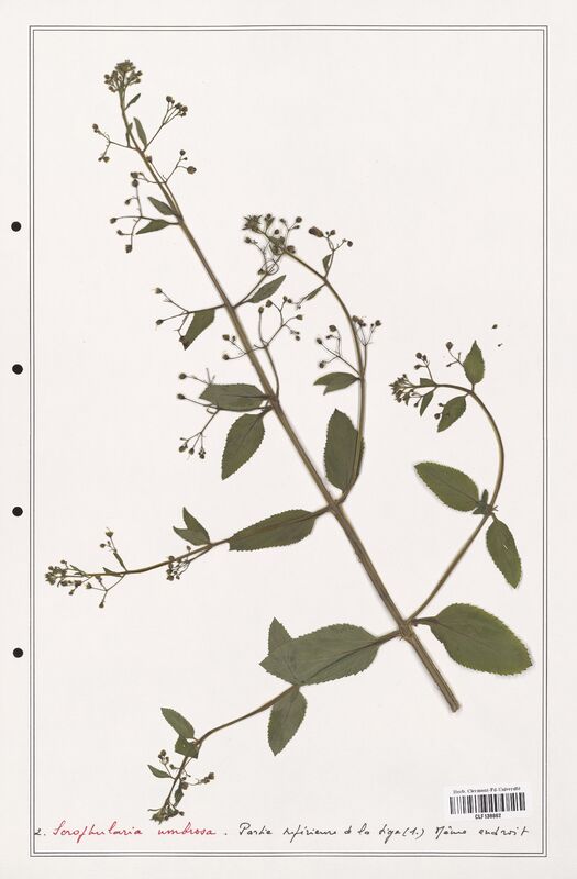 Scrophularia umbrosa  (Scrophulariaceae)