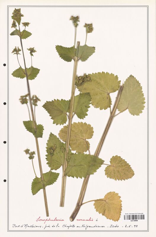 Scrophularia vernalis  (Scrophulariaceae)