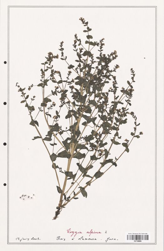 Tozzia alpina  (Orobanchaceae)