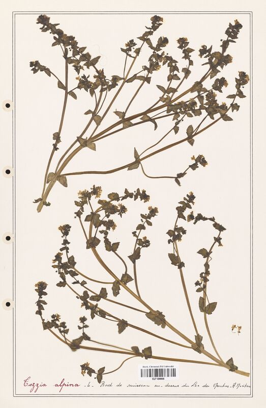 Tozzia alpina  (Orobanchaceae)