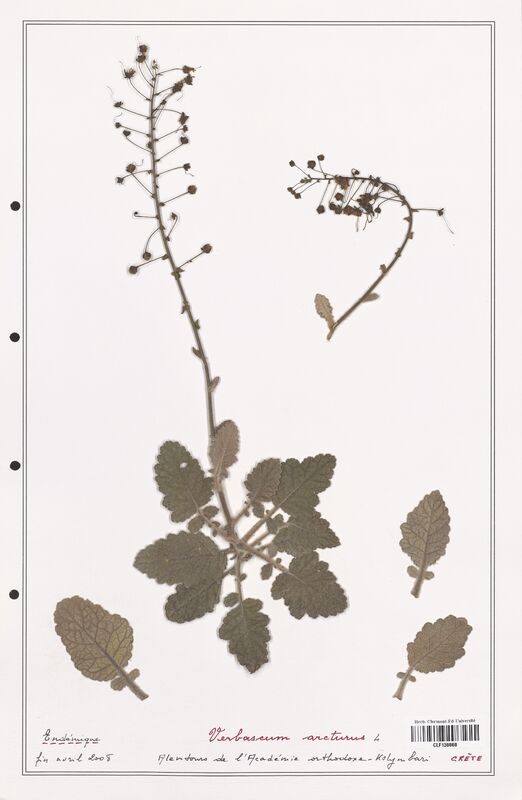 Verbascum arcturus  (Scrophulariaceae)