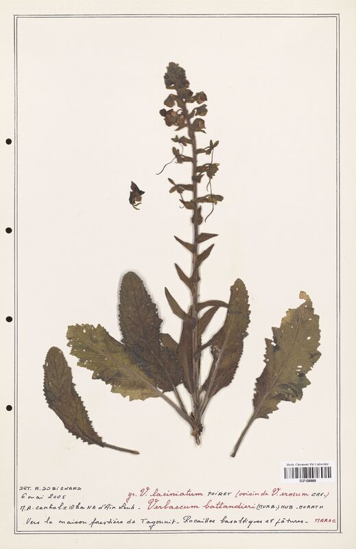 Verbascum battandieri  (Scrophulariaceae)