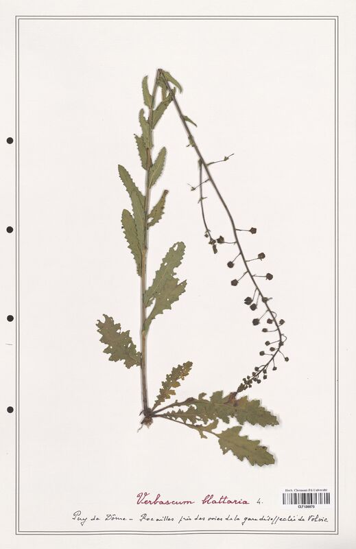 Verbascum blattaria  (Scrophulariaceae)