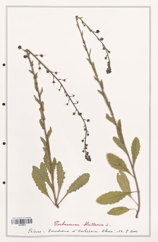 Verbascum blattaria  (Scrophulariaceae)