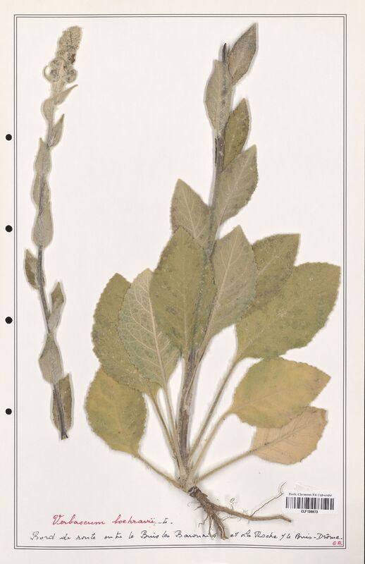 Verbascum boehravii  (Scrophulariaceae)