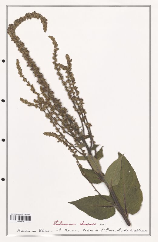 Verbascum chaixii  (Scrophulariaceae)