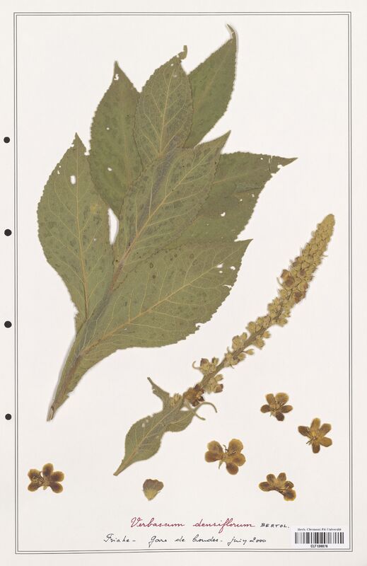 Verbascum densiflorum  (Scrophulariaceae)