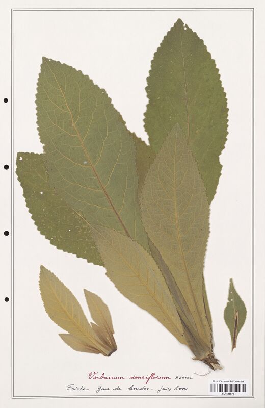 Verbascum densiflorum  (Scrophulariaceae)