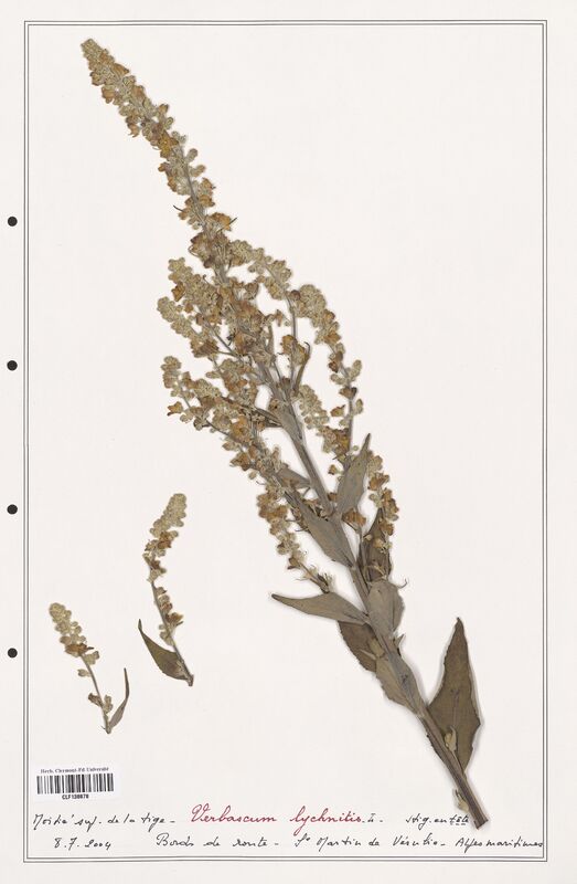 Verbascum lychnitis  (Scrophulariaceae)