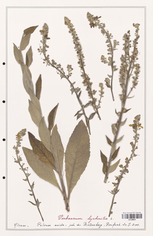 Verbascum lychnitis  (Scrophulariaceae)