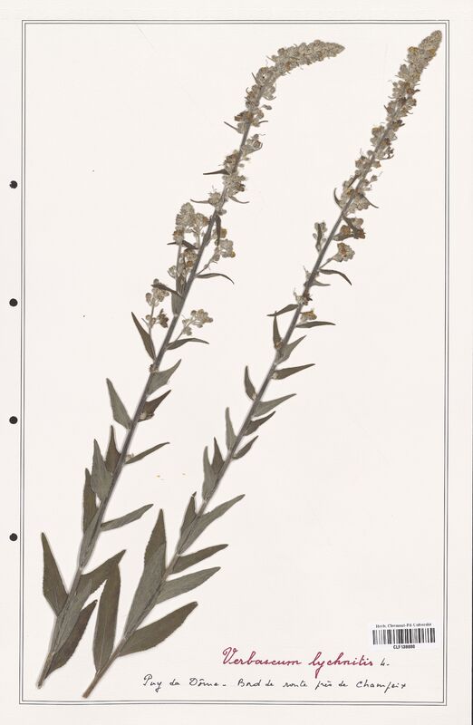 Verbascum lychnitis  (Scrophulariaceae)
