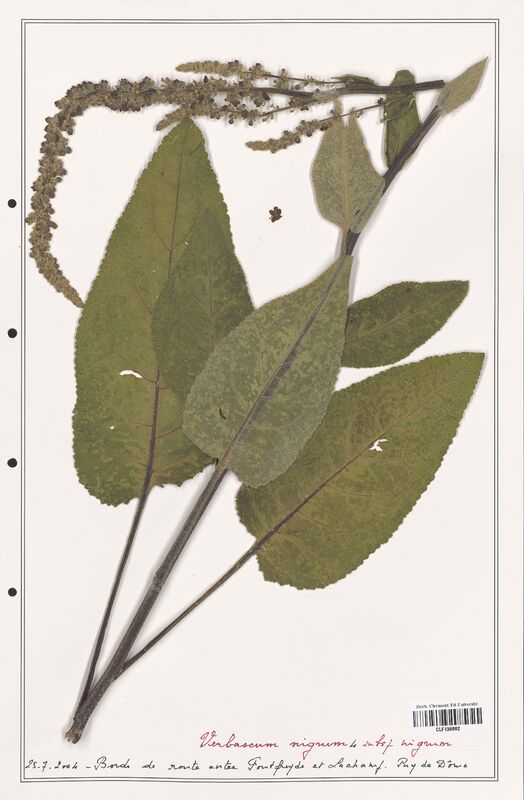Verbascum nigrum  (Scrophulariaceae)