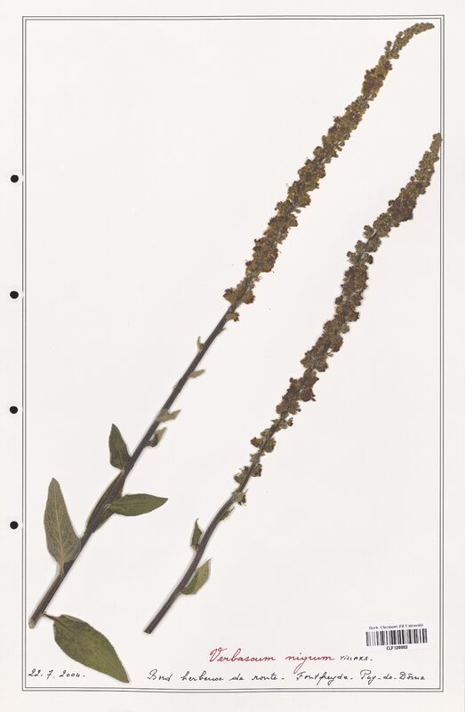 Verbascum nigrum  (Scrophulariaceae)