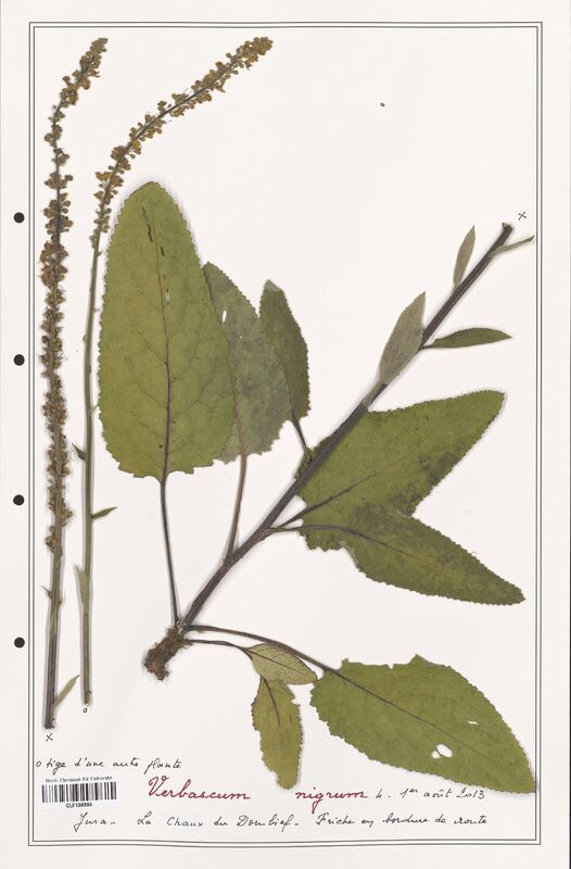 Verbascum nigrum  (Scrophulariaceae)