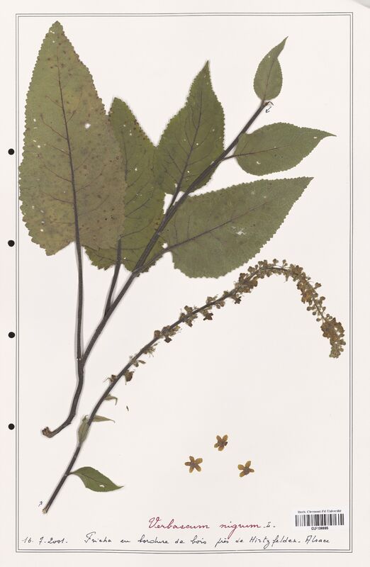 Verbascum nigrum  (Scrophulariaceae)