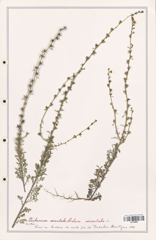 Verbascum orientale  (Scrophulariaceae)