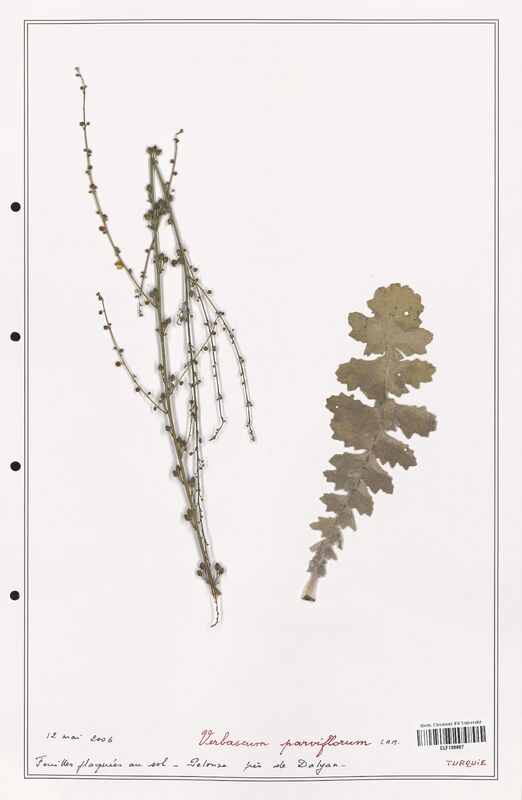 Verbascum parviflorum  (Scrophulariaceae)