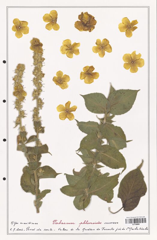 Verbascum phlomoides  (Scrophulariaceae)