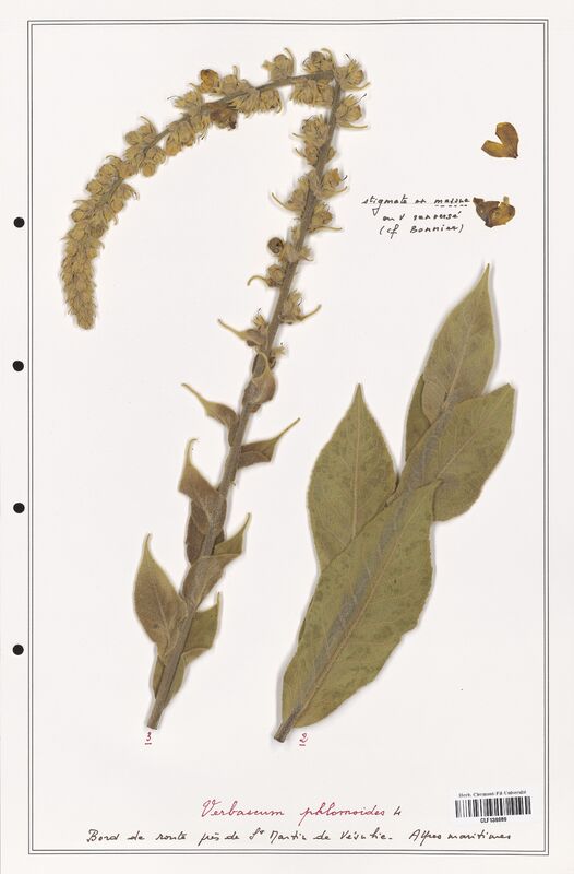 Verbascum phlomoides  (Scrophulariaceae)