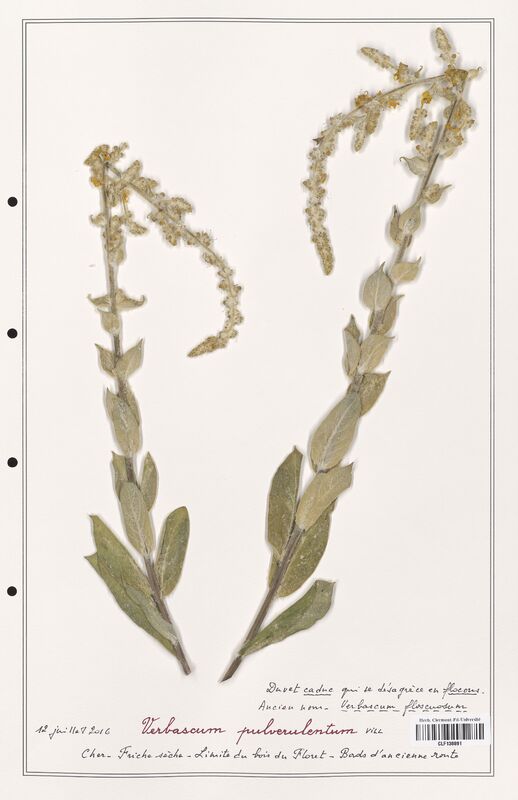 Verbascum pulverulentum  (Scrophulariaceae)