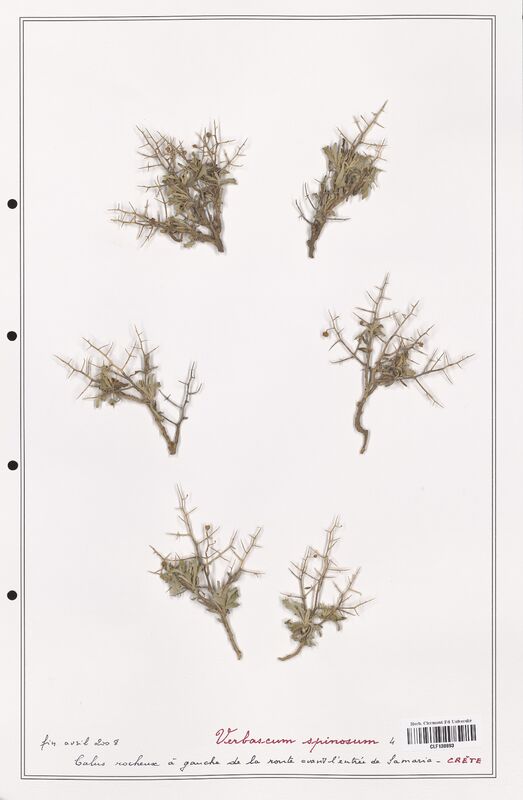 Verbascum spinosum  (Scrophulariaceae)