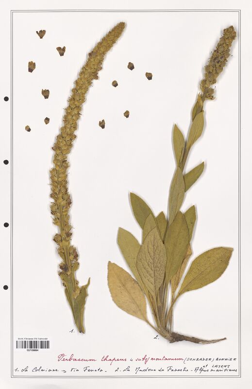 Verbascum thapsus  (Scrophulariaceae)