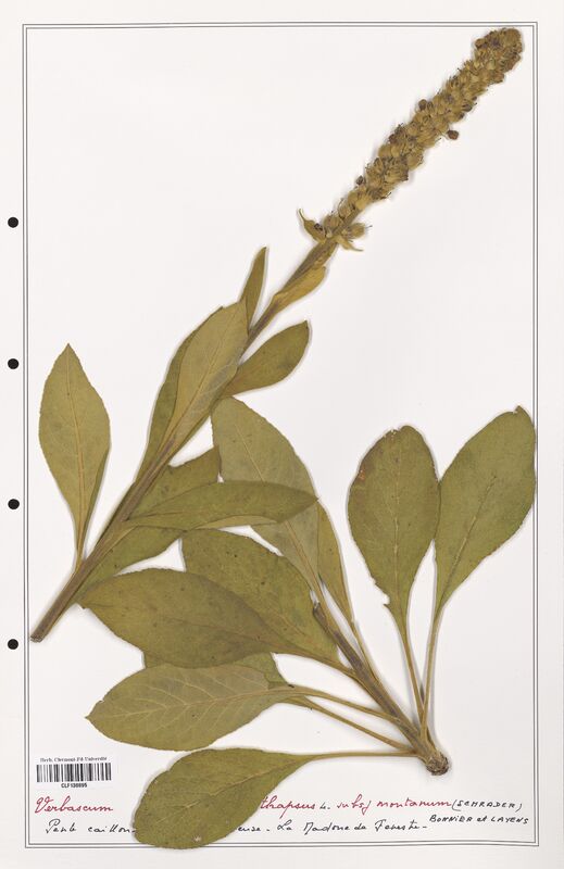 Verbascum thapsus  (Scrophulariaceae)