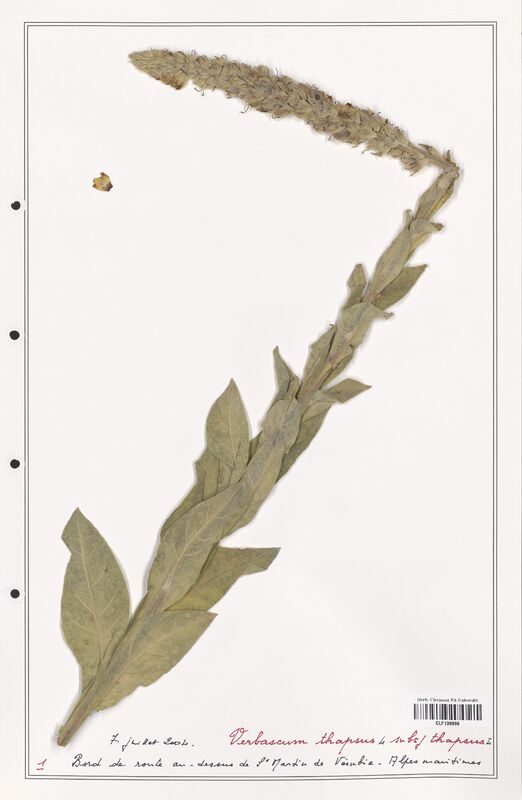 Verbascum thapsus  (Scrophulariaceae)