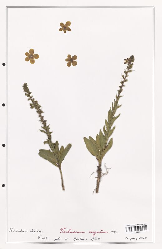Verbascum virgatum  (Scrophulariaceae)