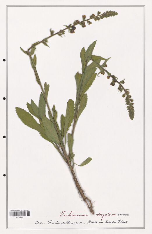 Verbascum virgatum  (Scrophulariaceae)