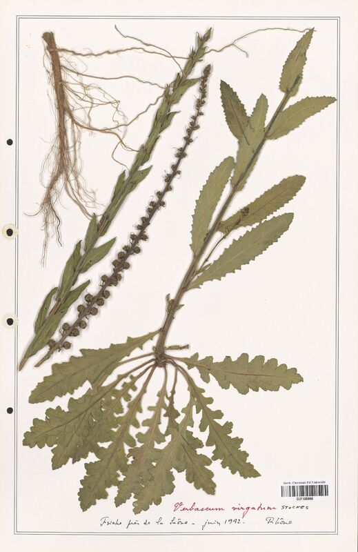 Verbascum virgatum  (Scrophulariaceae)