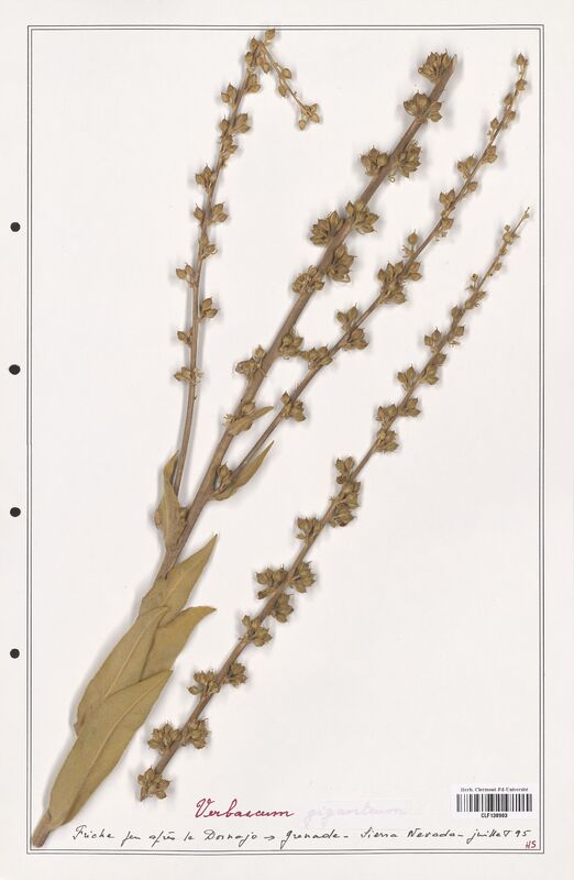 Verbascum   (Scrophulariaceae)