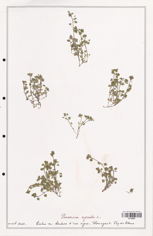 Veronica agrestis  (Plantaginaceae)