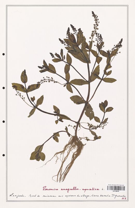 Veronica anagallis  (Plantaginaceae)