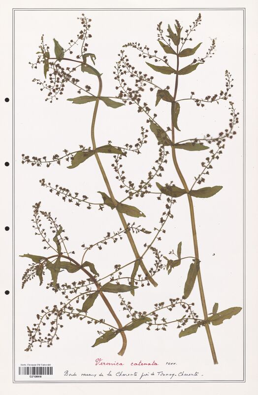 Veronica catenata  (Plantaginaceae)