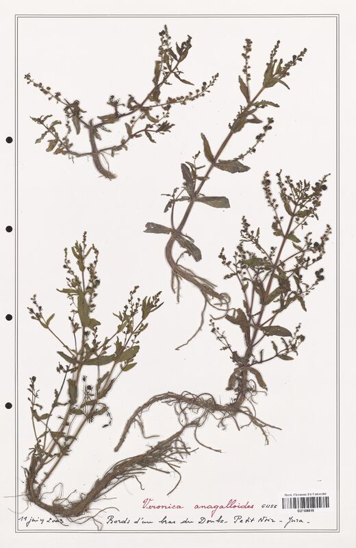 Veronica anagalloides  (Plantaginaceae)