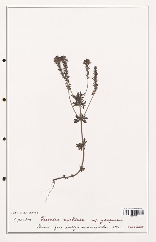 Veronica austriaca  (Plantaginaceae)