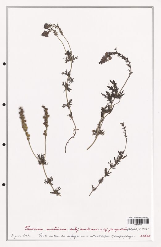 Veronica austriaca  (Plantaginaceae)