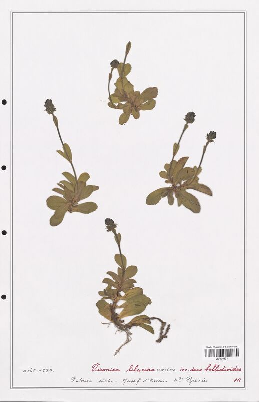 Veronica lilacina  (Plantaginaceae)