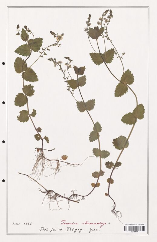 Veronica chamaedrys  (Plantaginaceae)