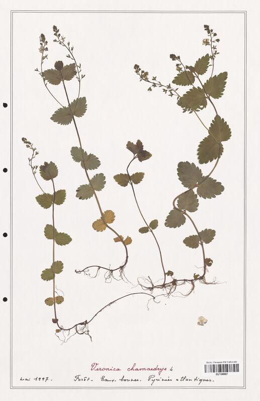 Veronica chamaedrys  (Plantaginaceae)